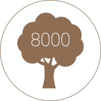 Arbres en accompagnement de voirie