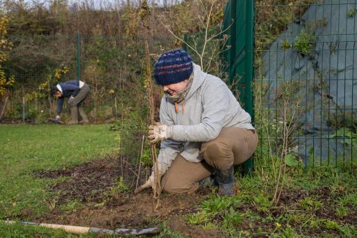 Le patrimoine arboré