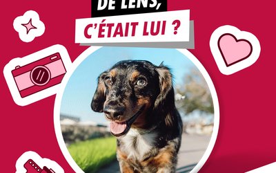 CHIEN EMBASSADEUR_2