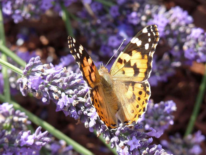 zéro-phyto-à-lens.jpg